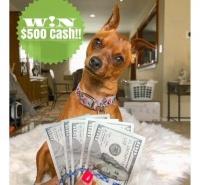 One winner will receive $500 in PayPal cash!!